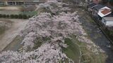 週末のお花見は？【浜田市】廃校跡で見ごろを迎える「市子桜」若くして亡くなった娘をしのぶ　|　BSSニュース | BSS山陰放送