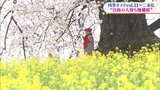 【映像】四季カメラ 日向の人待ち地蔵桜(福島県二本松市) | 福島のニュース│TUF