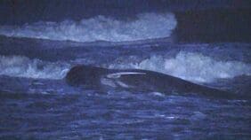 「クジラがいる」千葉・匝瑳市の浅瀬で潮を吹く姿 住民がクジラを見守る 千葉県は「生きているため対応するような状況ではない」匝瑳市では今月だけで2頭目|TBS NEWS DIG