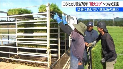 コシヒカリ誕生から70年 ”次世代”へつなぐ未来 岐路に立つ『新潟の米