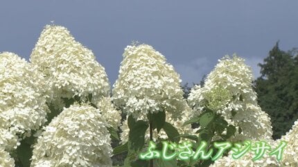 白い雪をかぶった富士山のよう ふじさんアジサイが北杜市で見頃 白い雪をかぶった富士山のよう ふじさんアジサイが北杜市で見頃