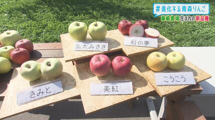 見つけたらラッキー！新品種＆期待のリンゴ 見た目も味も個性豊かな