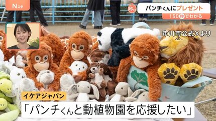 オスの赤ちゃんザル「パンチくん」に新しいお母さん？IKEAジャパンが