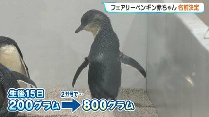 AOAO SAPPOROの世界最小ペンギン、約4500件の応募から…名前は「ミント
