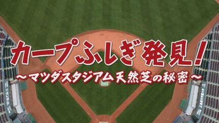 9年ぶりの全面張り替えを決行 マツダスタジアムの美しい天然芝の秘密に