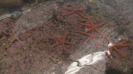 定置網漁で獲れた魚はゴールデンウィークの水族館に展示 幻の深海魚