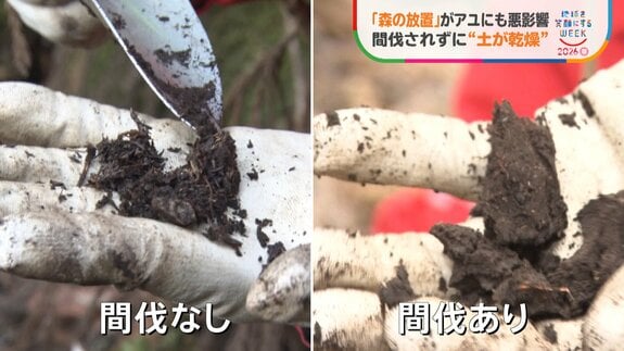 「森の放置」が川の魚に悪影響 30年でアユ激減　手入れされない木が招く“土の乾燥”…大量の土砂が川に|TBS NEWS DIG