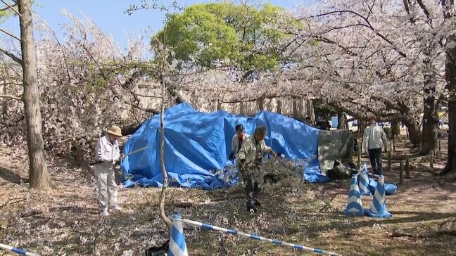 15メートルの桜倒木の公園で緊急点検始まる「外観に異常なし」でも中身は腐食…樹齢60年のリスクと見極め方　福岡市|TBS NEWS DIG