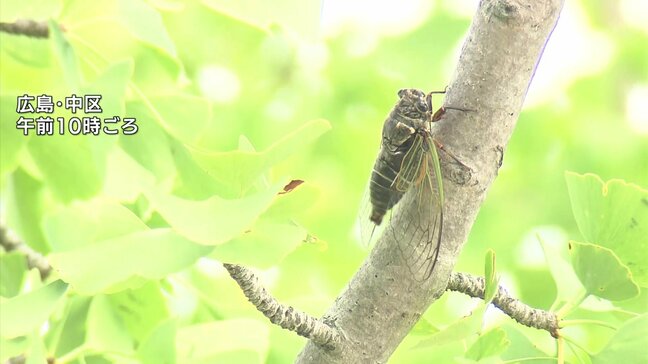 熱中症警戒アラート発表　県内も危険な暑さ続く　直射日光を避けこまめな水分や塩分補給するなど厳重に警戒を　広島|TBS NEWS DIG