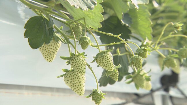 クリスマスケーキに欠かせない「イチゴ」がピンチ　猛暑の影響で生育に遅れ　燃料費や人件費、資材費などの高騰|TBS NEWS DIG