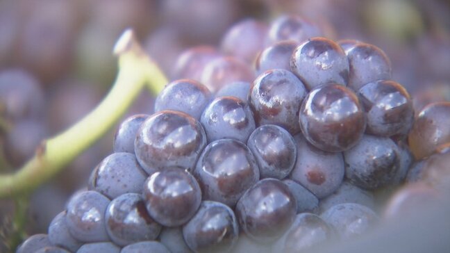 「味わい濃く香りの良いワインに…」南砺市のワイナリー、昨年の雪辱を果たす豊作へ　ブドウの収穫が本格化　富山|TBS NEWS DIG