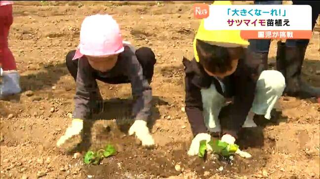 「大学いもと焼きいもにして食べたい」保育園児がサツマイモの苗植え体験 宮城・白石市|TBS NEWS DIG
