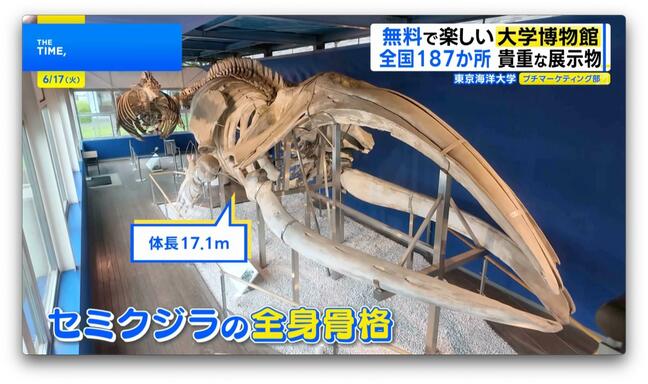 無料で楽しめる「大学博物館」国内唯一の“ギロチン”や子どもが夢中になる“触れる”展示も【THE TIME,】|TBS NEWS DIG