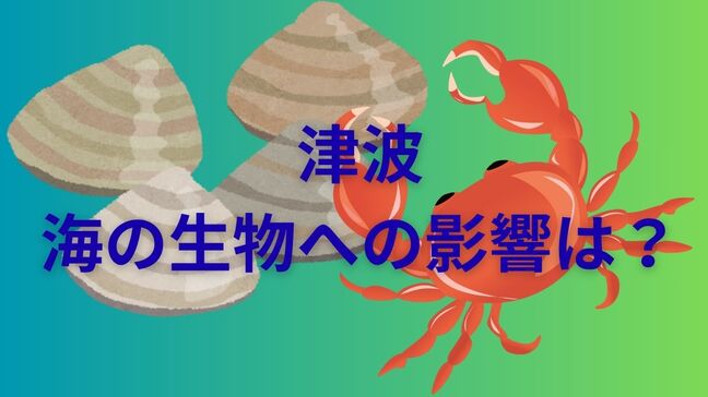 【津波】海の生物への影響は?「泥による濁りや塩分濃度の変化で生き延びる確率が低下」一方で新たな生物の定着も|TBS NEWS DIG