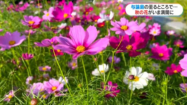 初夏の珍事？与論島でコスモスが満開　潮が引くと百合ケ浜が現れる大金久海岸|TBS NEWS DIG