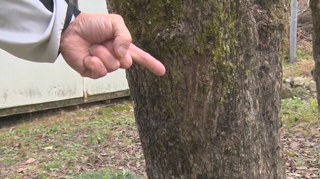 「クマに襲われた。顔と手の甲から出血している」集落の道路沿い、ゴミ出ししている時に襲われた…左目の下や右手の甲を爪で引っかかれて出血　ゴミステーションの近くに「柿の木」|TBS NEWS DIG