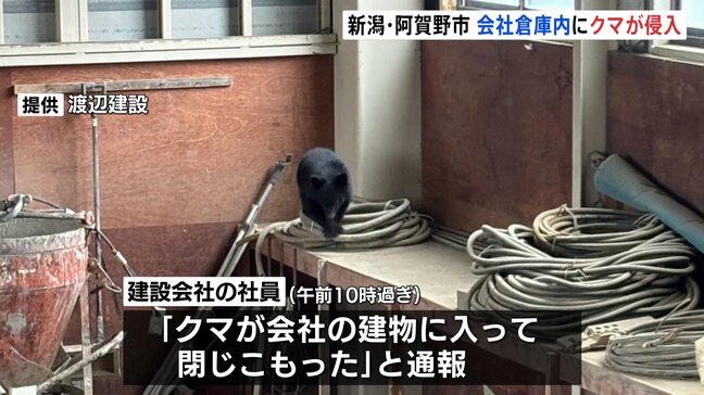 会社の倉庫にクマ立てこもる 新潟・阿賀野市 市と猟友会が麻酔銃やおりで捕獲検討|TBS NEWS DIG