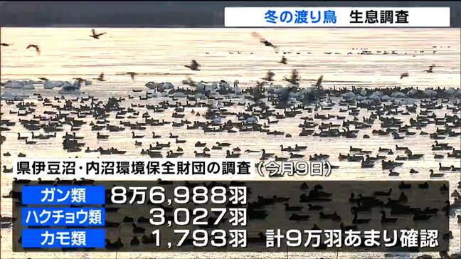 飛来ピークで宮城県内一斉に冬の渡り鳥生息調査 マガンやハクチョウ約9万羽が飛来で例年並み|TBS NEWS DIG