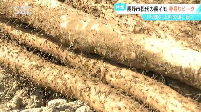 「春掘り長イモ」は今が収穫のトップシーズン！ひと冬土の中で寝かせた長イモ「より濃厚なうま味が感じられる」特産の長イモ尽くし「ご膳」も堪能　長野・松代町|TBS NEWS DIG