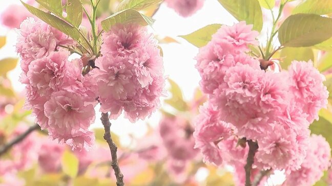 500本のボタン桜が見頃　県内有数の桜の名所「えぼし公園」　大分・豊後大野市|TBS NEWS DIG