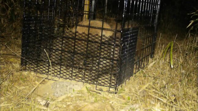 鳥獣による農林水産物被害額は1億5700万円 大分県が対策支援チーム設置へ|TBS NEWS DIG