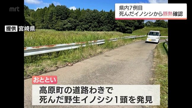 宮崎県内7例目 高原町で死んだ野生のイノシシから「豚熱」の感染確認|TBS NEWS DIG