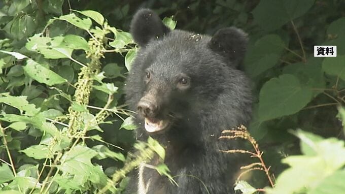 クマらしき動物を児童が目撃 住宅街や公園も近く警察などが警戒 石川・白山市　|　石川県のニュース｜MRO北陸放送