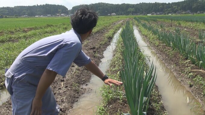 農家は悲鳴「去年も畑が冠水」大雨で河川氾濫 農作物に被害が　|　石川県のニュース｜MRO北陸放送