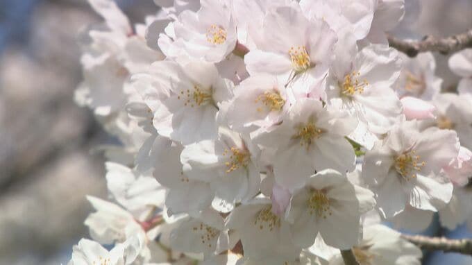 満開便りはまだお預け 7分咲きでも花見客「十分きれい」　|　石川県のニュース｜MRO北陸放送