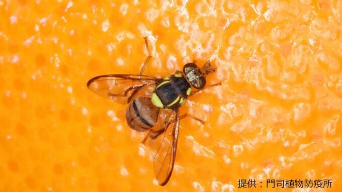 県本土で3年ぶり確認　果実など腐らせる害虫ミカンコミバエ　鹿児島　|　鹿児島のニュース｜MBC NEWS｜南日本放送