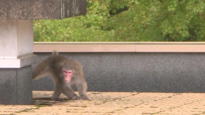 カメラを警戒、手遊びも…山口県議会棟のベランダにサル出没|TBS NEWS DIG