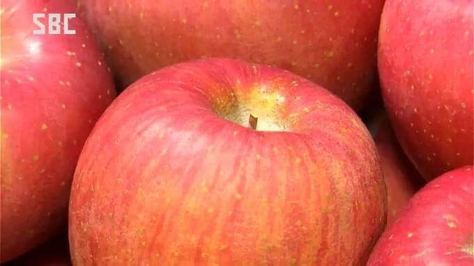 「真っ赤に色付き、甘ーい香り」主力リンゴ「サンふじ」の出荷始まる　安曇野市　|　SBC NEWS | 長野のニュース | SBC信越放送