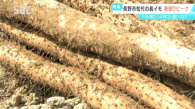 「春掘り長イモ」は今が収穫のトップシーズン！ひと冬土の中で寝かせた長イモ「より濃厚なうま味が感じられる」特産の長イモ尽くし「ご膳」も堪能　長野・松代町|TBS NEWS DIG