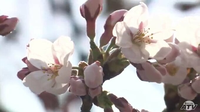 陽気に誘われ青森県にも桜の便り　市民も「満開が楽しみ」|TBS NEWS DIG