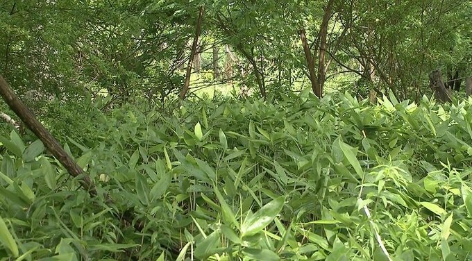 この写真の中にいる「クマ」見つけられますか？ 実験でクマとまちづくりを考える【前編】|TBS NEWS DIG