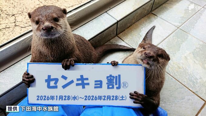 水族館の入場料40%オフの"センキョ割" 衆院選での投票率向上へ一手 下田海中水族館＝静岡・下田市|TBS NEWS DIG
