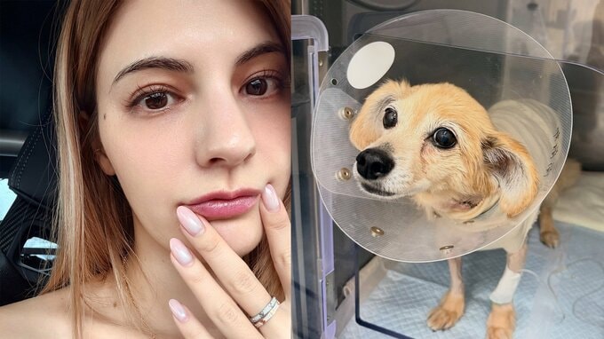 【 マギー 】「３月に急性肺水腫になり通院と投薬生活」“13歳になる愛犬” 手術と術後の経過を報告|TBS NEWS DIG