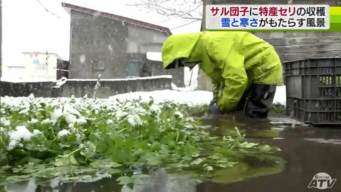 「鍋」でも「しゃぶしゃぶ」でも「おひたし」でも最高！　しゃっきり歯応えがクセになる冬の味覚「一町田せり」が収穫期|TBS NEWS DIG