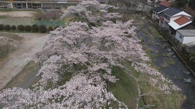 週末のお花見は？【浜田市】廃校跡で見ごろを迎える「市子桜」若くして亡くなった娘をしのぶ　|　BSSニュース | BSS山陰放送