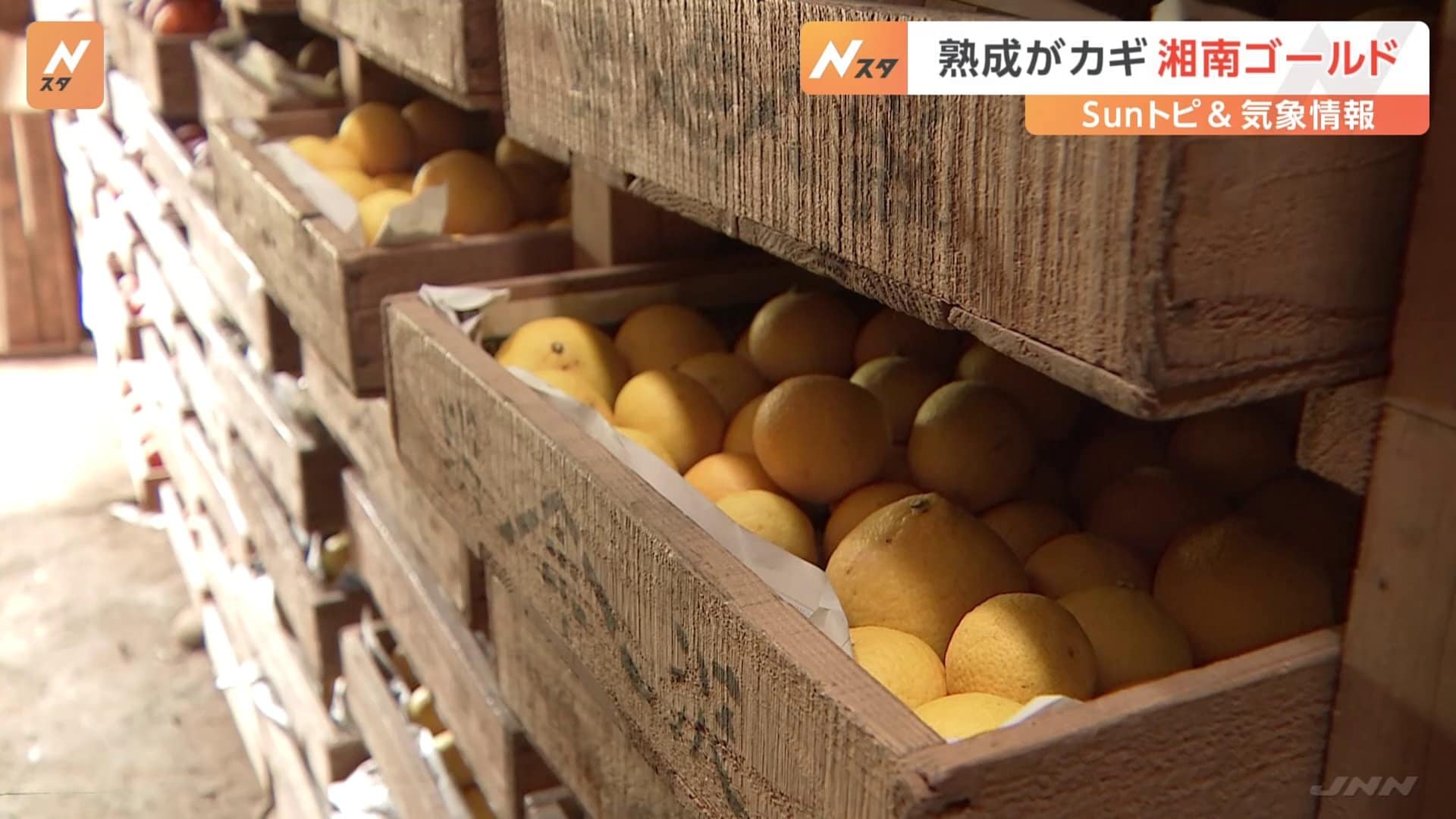 湘南ゴールド」ってどんな果実？味は？長期間熟成が甘さのカギ【Sun