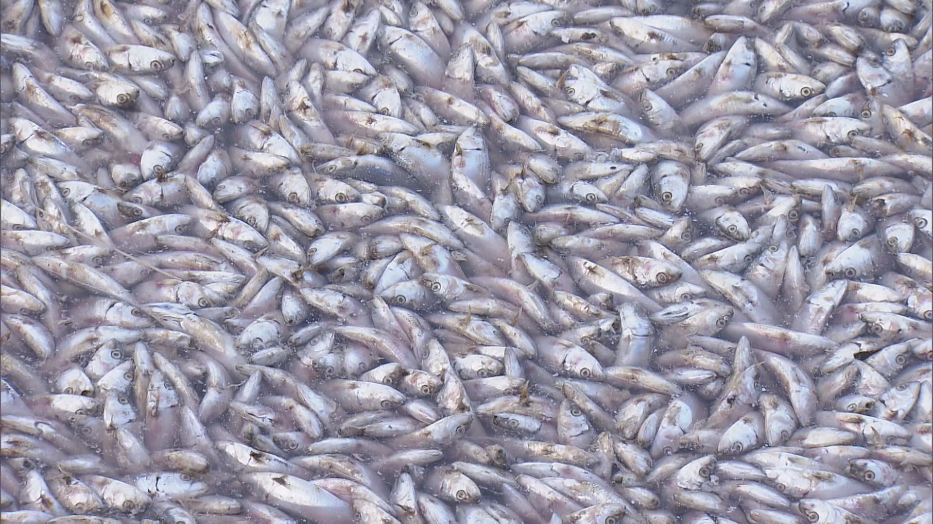 港一面に大量の“カタボシイワシ”の死骸　これまで149トン回収　漁業関係者が視察した知事に死骸の撤去を求める