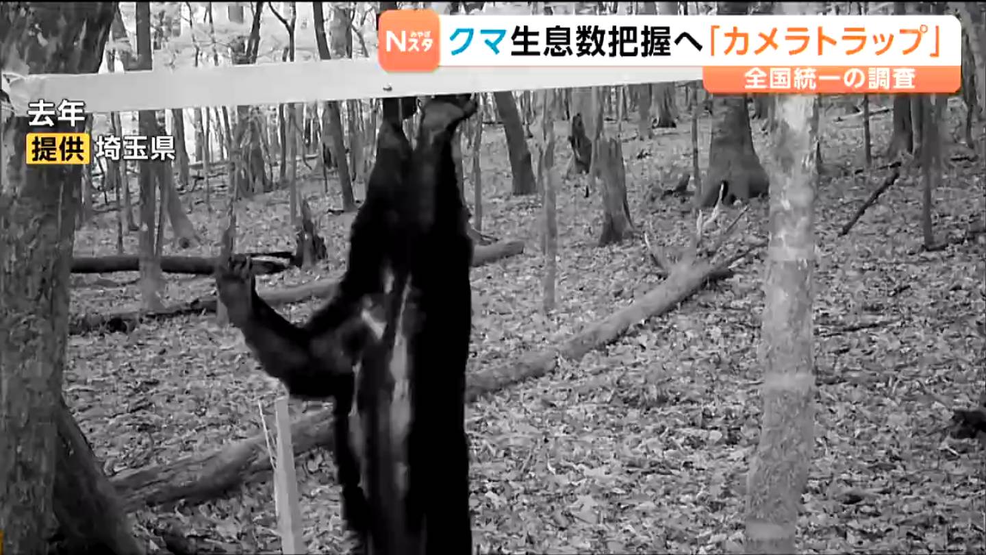 クマの全国統一調査を環境省が開始 胸の模様を撮影し個体数を推定 山林