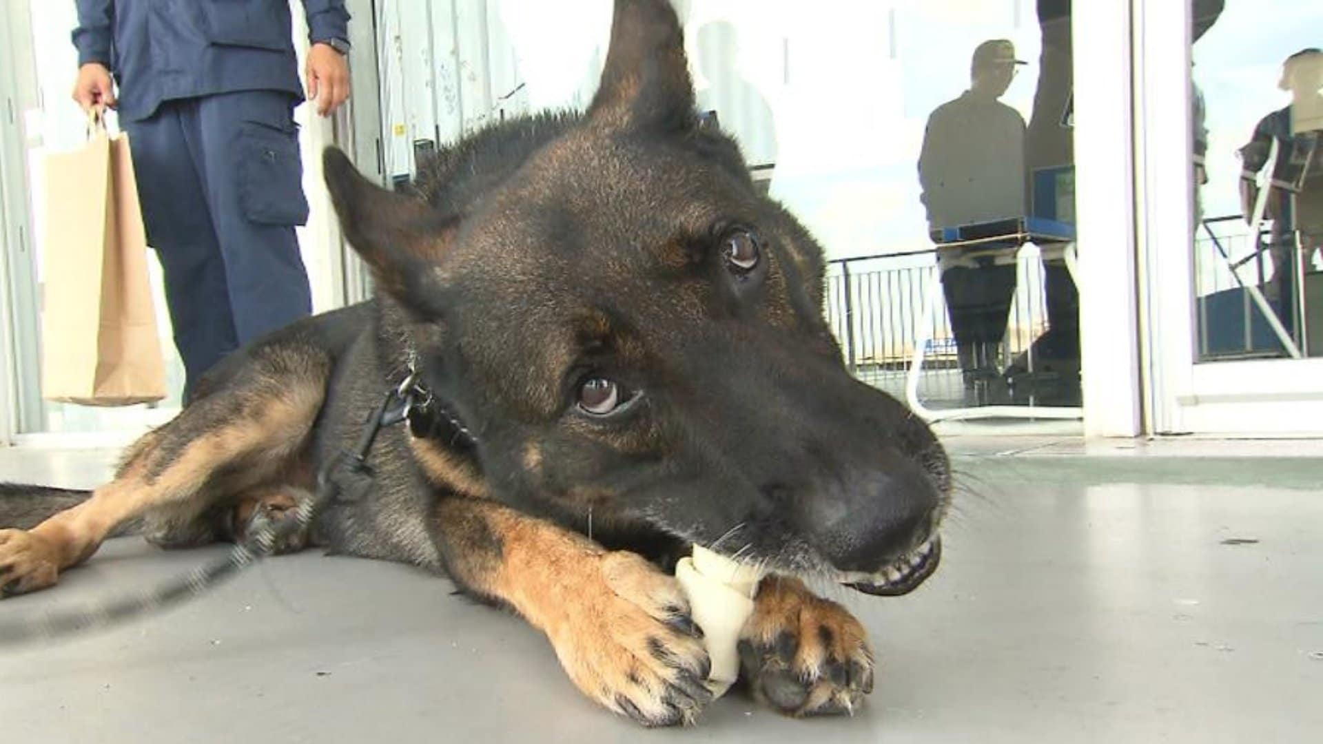 かわいすぎるベテラン警察犬「アシマ」と新人指導手 配属早々に行方