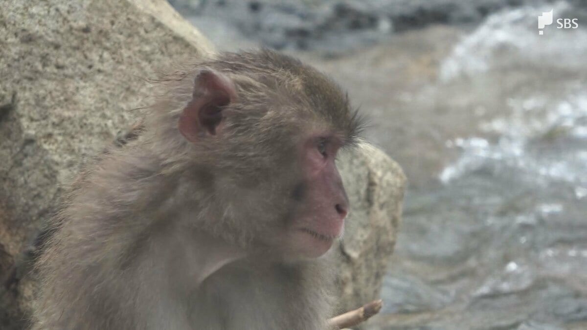 野生のサルも心配そう 土砂流れ込んだ波勝崎モンキーベイ復旧の目処