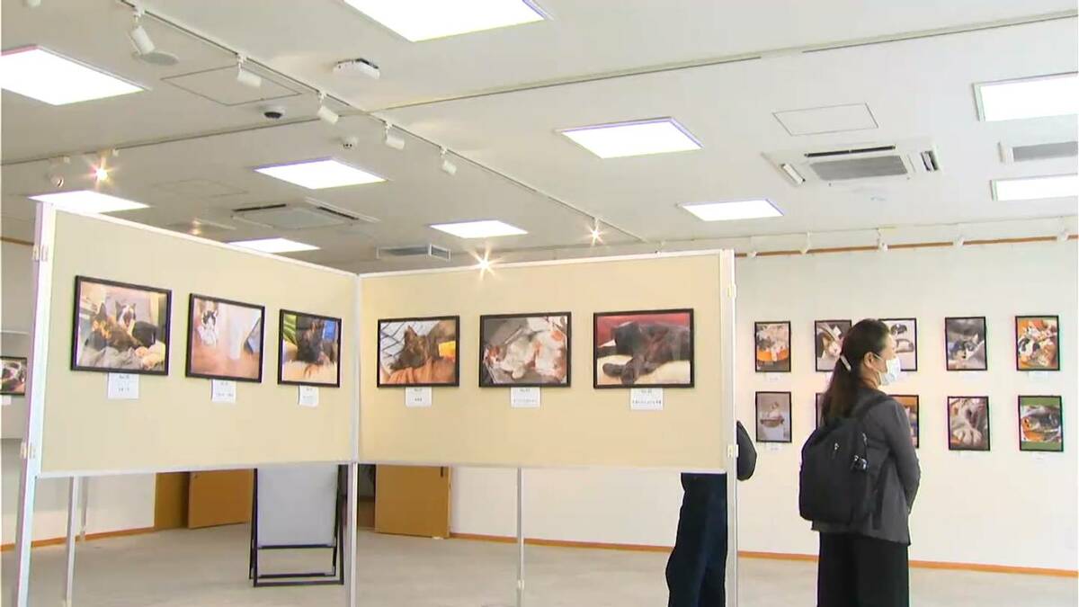 「しあわせ猫写真展」　鹿児島市・仙巌園できょう15日から
