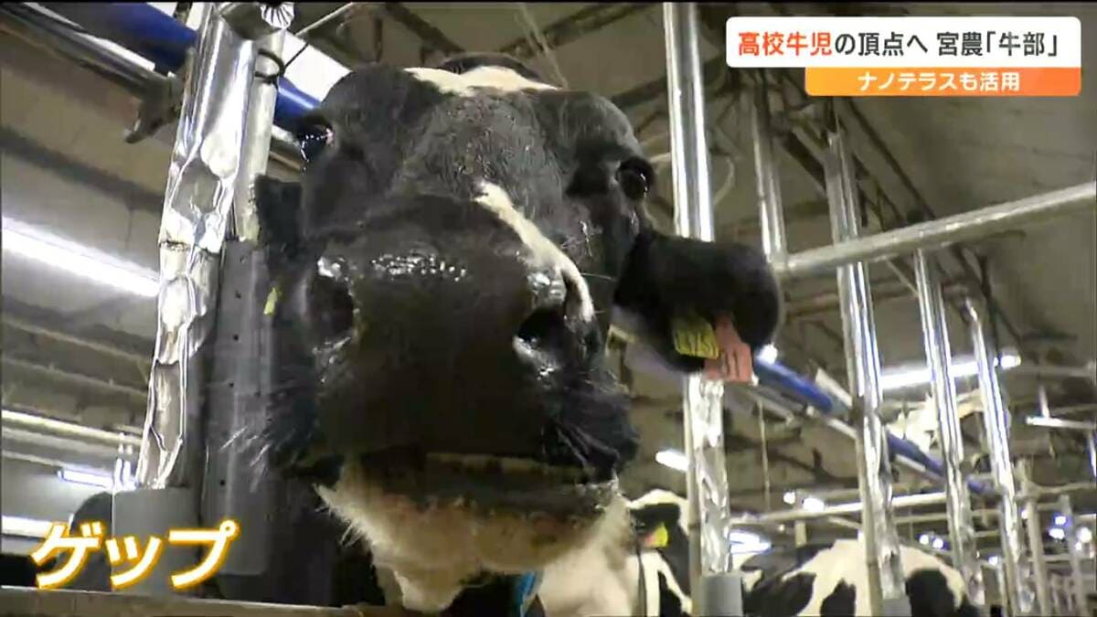 牛の事で負けるのが大嫌い」牛の胃『ツンツンツン』も『ゲップ測定』も