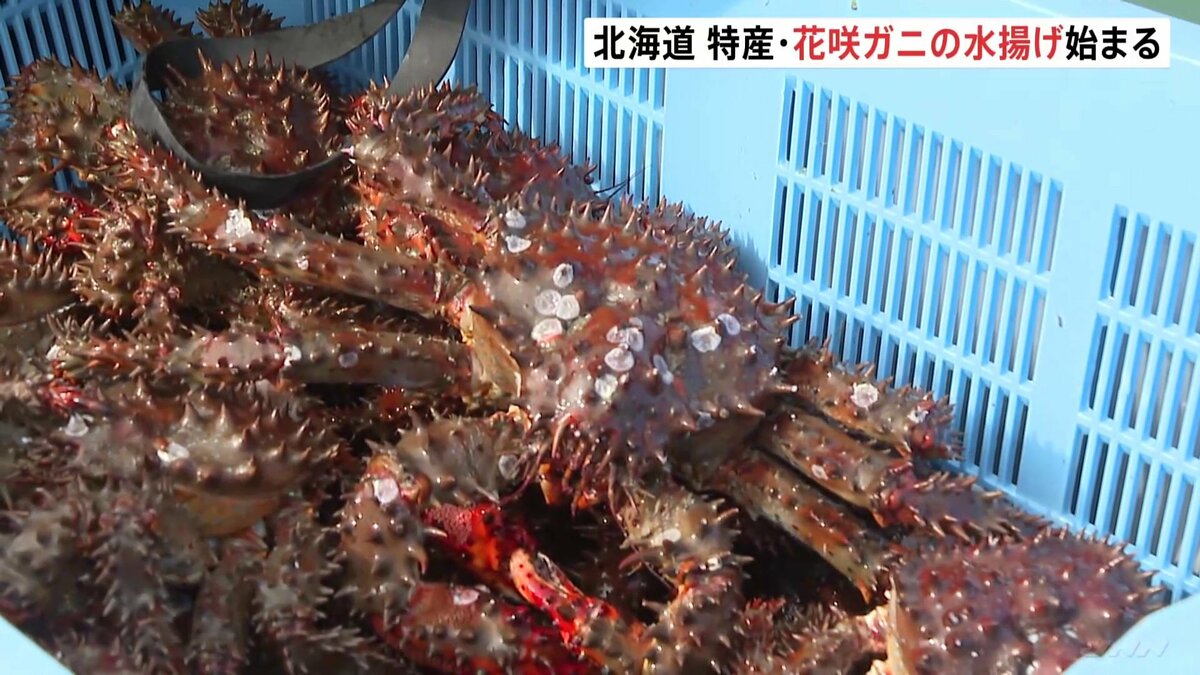 特産「花咲ガニ」の水揚げ始まる 北海道浜中町 | TBS NEWS DIG
