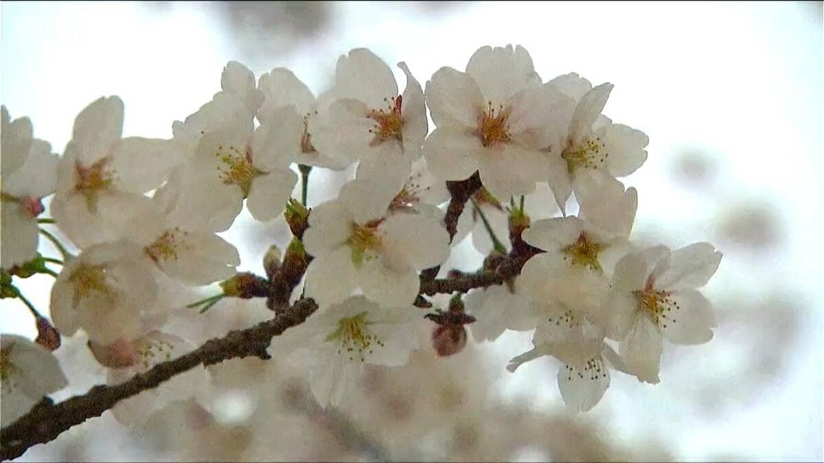 サムネイル_満開の知らせ続々と【お花見“名所”ランキング】第2位は『弥彦公園』！では第1位は？ 新潟県