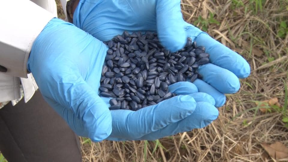 サトウキビ増産へ　畑の肥料となるヒマワリの種まき　宮古島