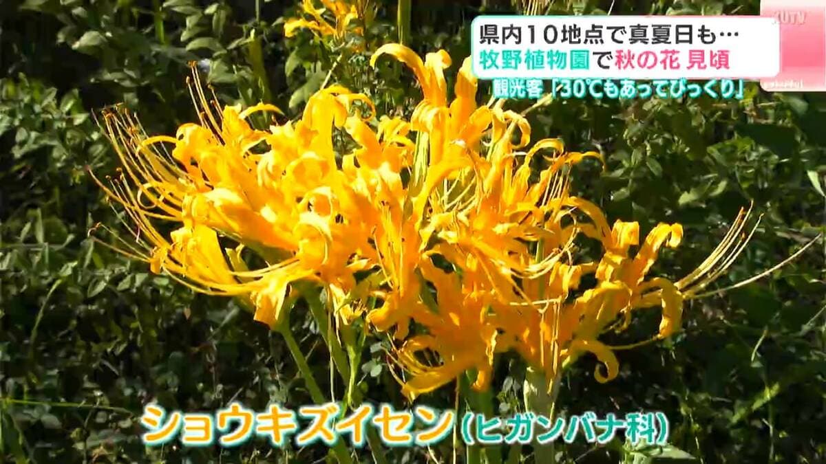 10月の三連休最終日は真夏日！それでも牧野植物園では秋の植物が見ごろ赤いヒガンバナが終わったら黄色いヒガンバナ！？【高知】